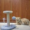 KEMORELA – Kratzbaum, Kratzbaum mit interaktiver Kugel, Spielzeug und Plüschmäuse für Katze Kitty, Spielturm-Center zum Spielen