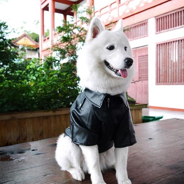 large dog leather jacket