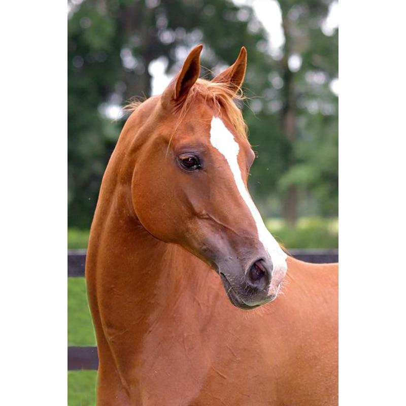 New 5D DIY Diamond Painting Horse Diamond Embroidery Animal Cross Stitch Full Round Drill Crafts Home Decor Manual Gift