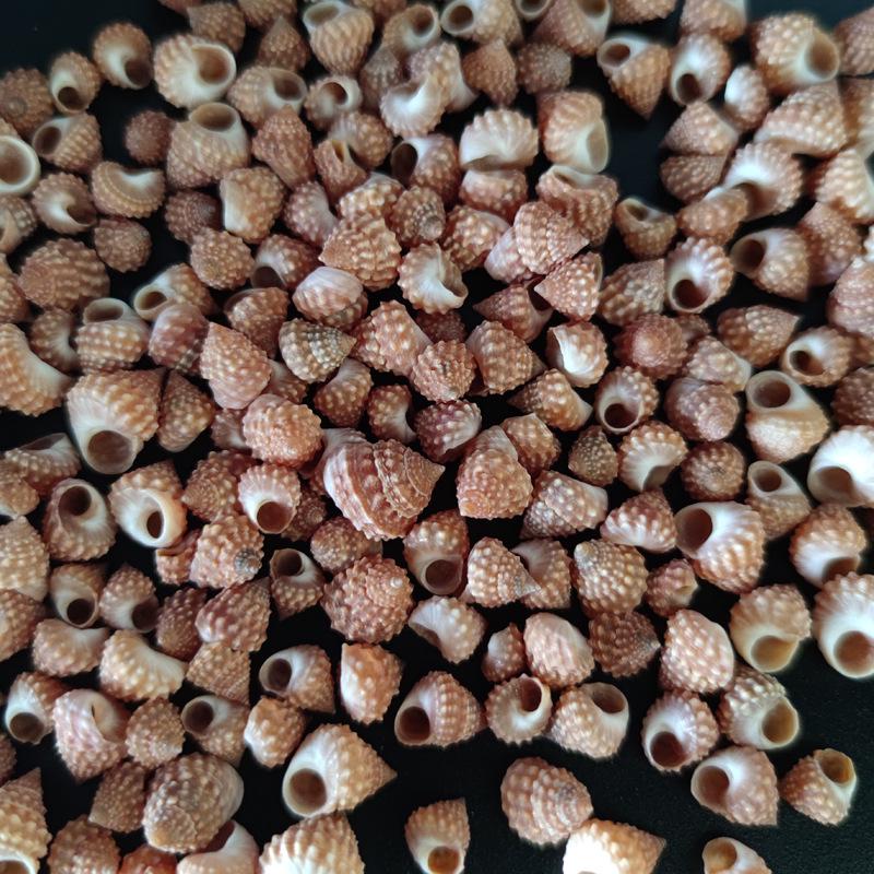 Natural Conch Red Pigment Shell for Aquarium Landscaping & Hermit Crab Replacement