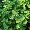 500 Oregano Seeds - Semi-Wild Permaculture