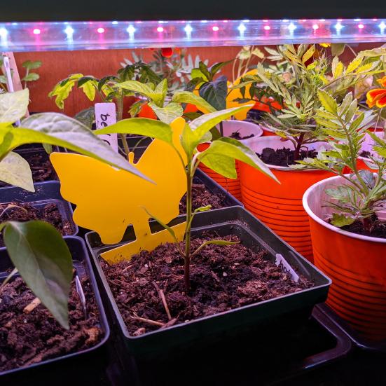 12 Τεμάχια Παγίδα Μύγας Κολλώδης Αυτοκόλλητη Αδιάβροχη Οικολογική Προστάτης Παγιδευτής Μυκήτων Προμήθειες Κήπου