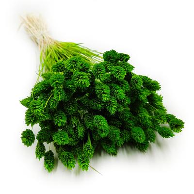 Aménagement du jardin – Graines