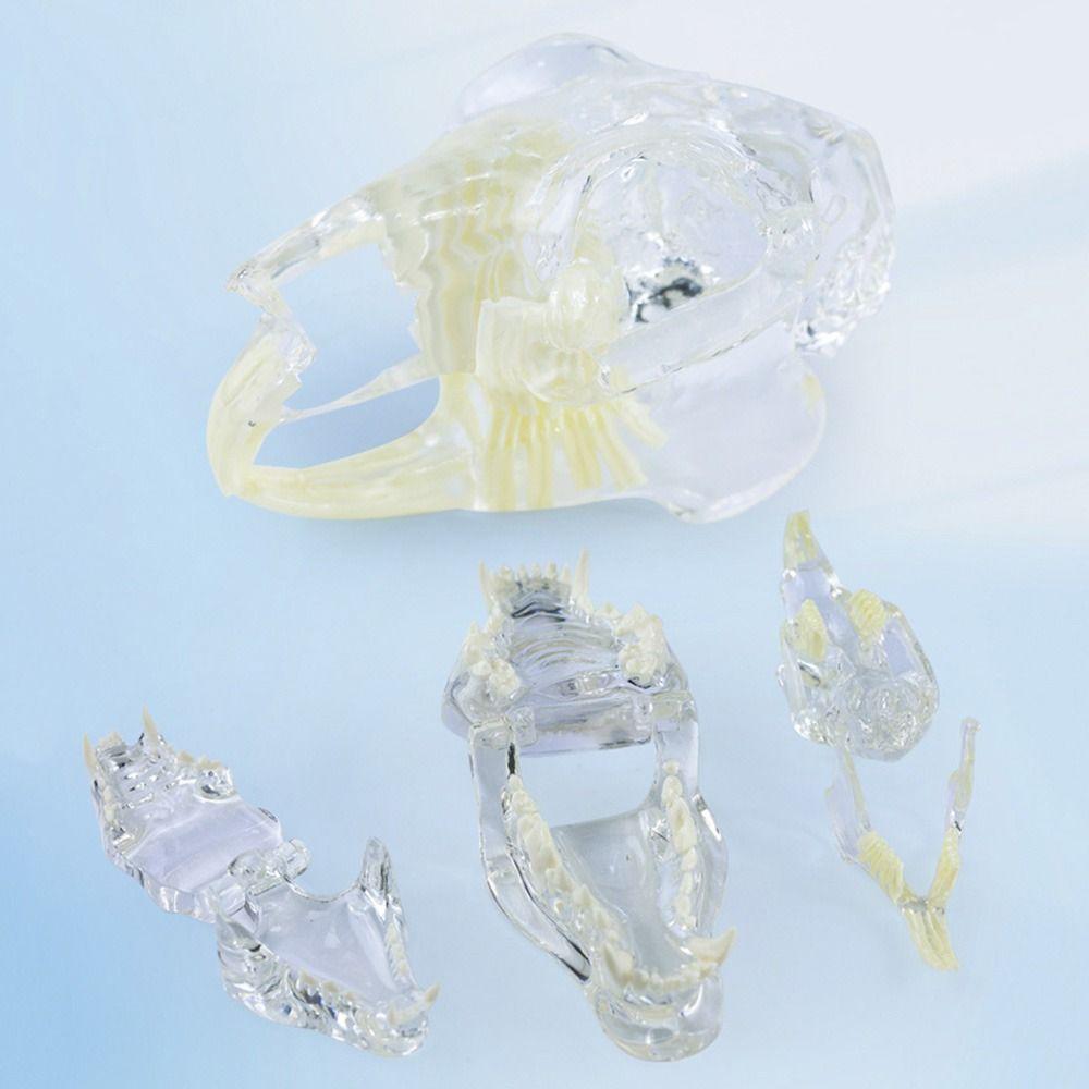 Educational Dental Animal Resin Teeth Dog Cat Rabbit Dental Teaching Canine Veterinary Accessories
