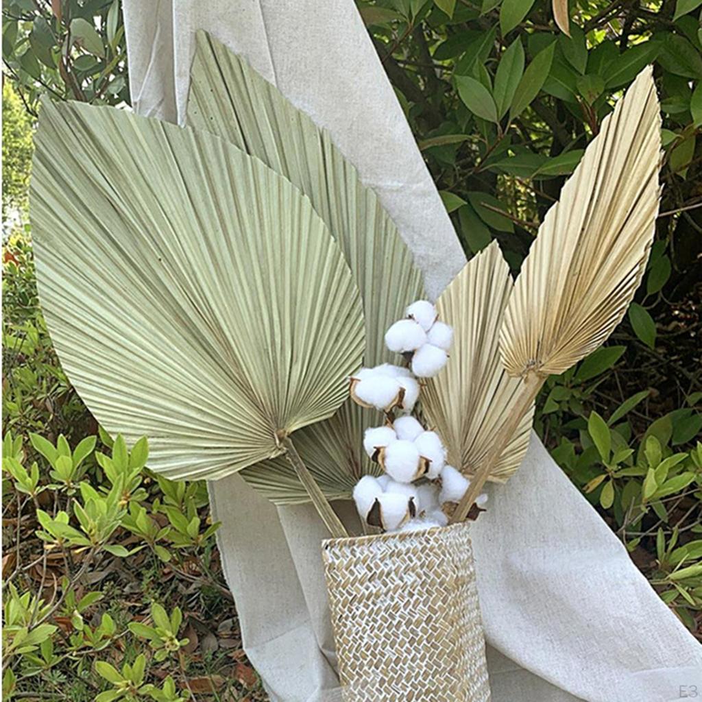 Dried Palm Leaves Real Boho Fans Tropical for Wedding Kitchen