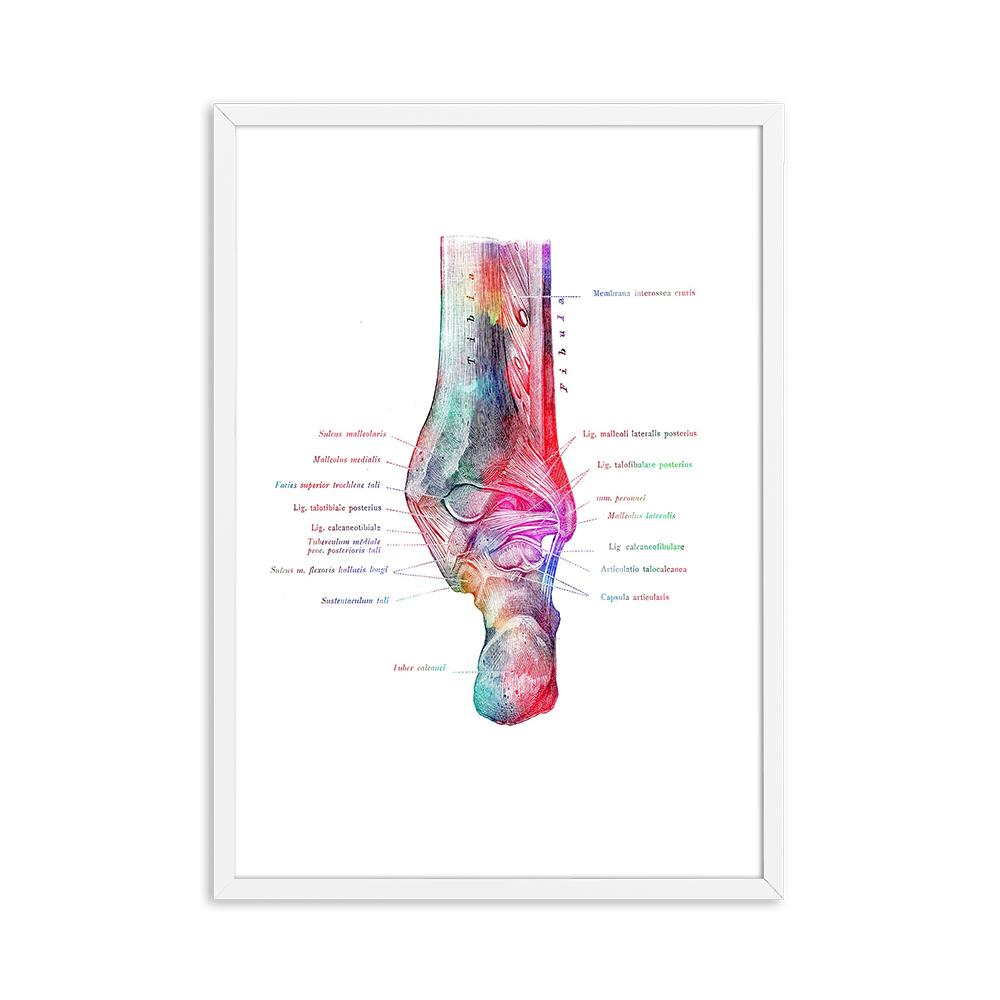Foot Bones Anatomy Poster Podiatry Art Medical Print Canvas Painting Posters And Prints Wall Pictures For Gift Doctor Office Dec