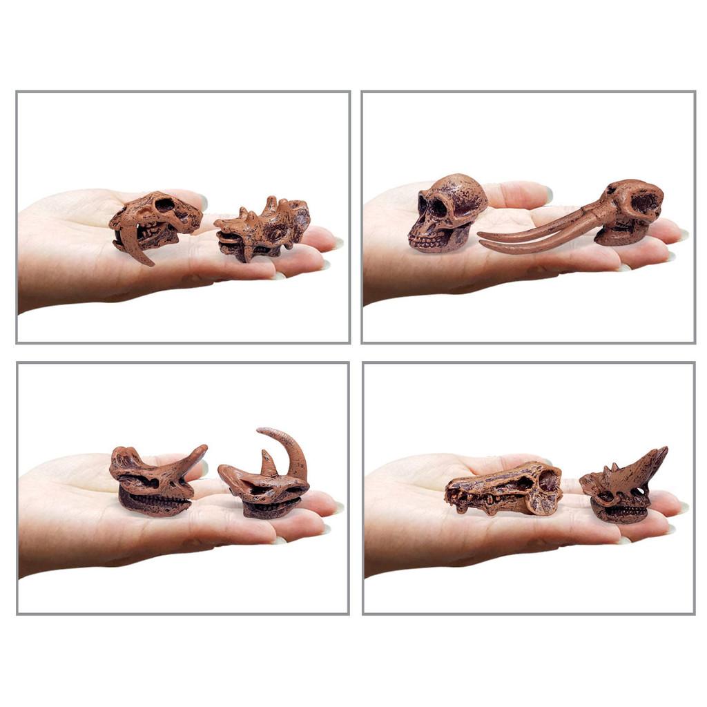 Educational And Interactive Dinosaur Fossil Toys Triceratops And Brachiosaurus Models