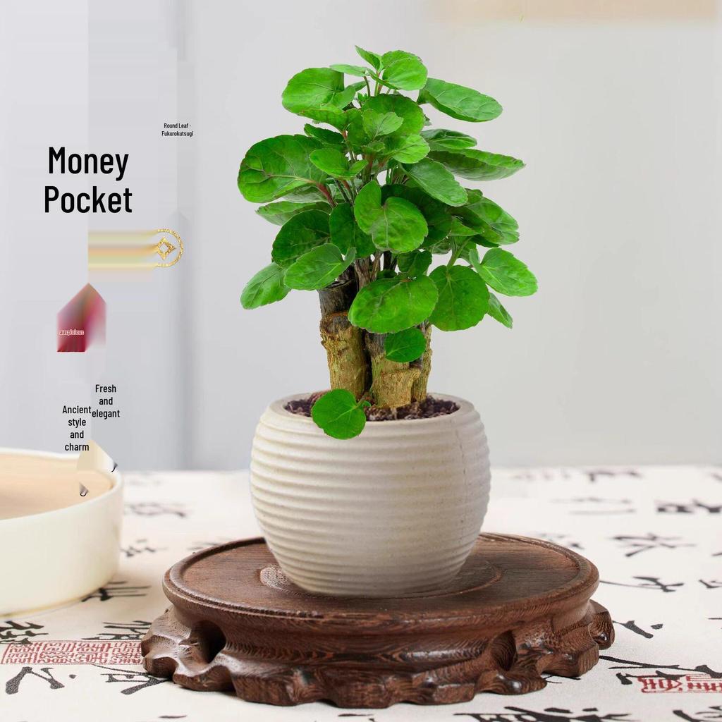 Fukurokutsugi Bonsai: Indoor Zen Green Potted Plant, Easy to Grow, Year-Round Resilience