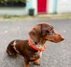 2024 Purespet Various Color Braided PU Leather Animal Pattern Dog Leash with Fur Trim