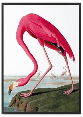 Poster Flamingo Pink Vintage In Black Frame