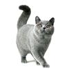 T417#Lovely Cat Persian Cat British Shorthair Animal Wall Sticker Bathroom Toilet Decor Living Room Cabinet Refrigerator Decals