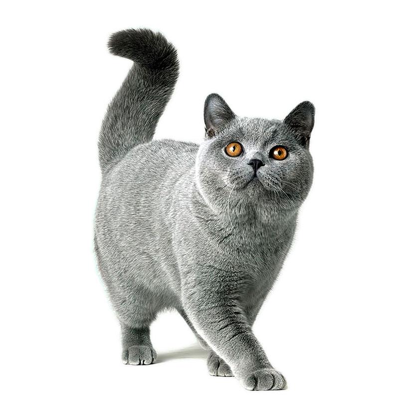 T417#Lovely Cat Persian Cat British Shorthair Animal Wall Sticker Bathroom Toilet Decor Living Room Cabinet Refrigerator Decals