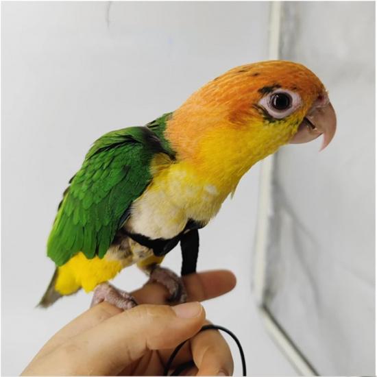 Adjustable Bird Harness with 78.7 Inch Leash, Outdoor Flying Training Rope Kit for Bird Parrots, Parrot Flying Rope Straps Outdoor Training Traction