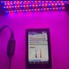 Full Spectrum LED Grow Light with Timer for Succulents, Flowers, and Seedlings