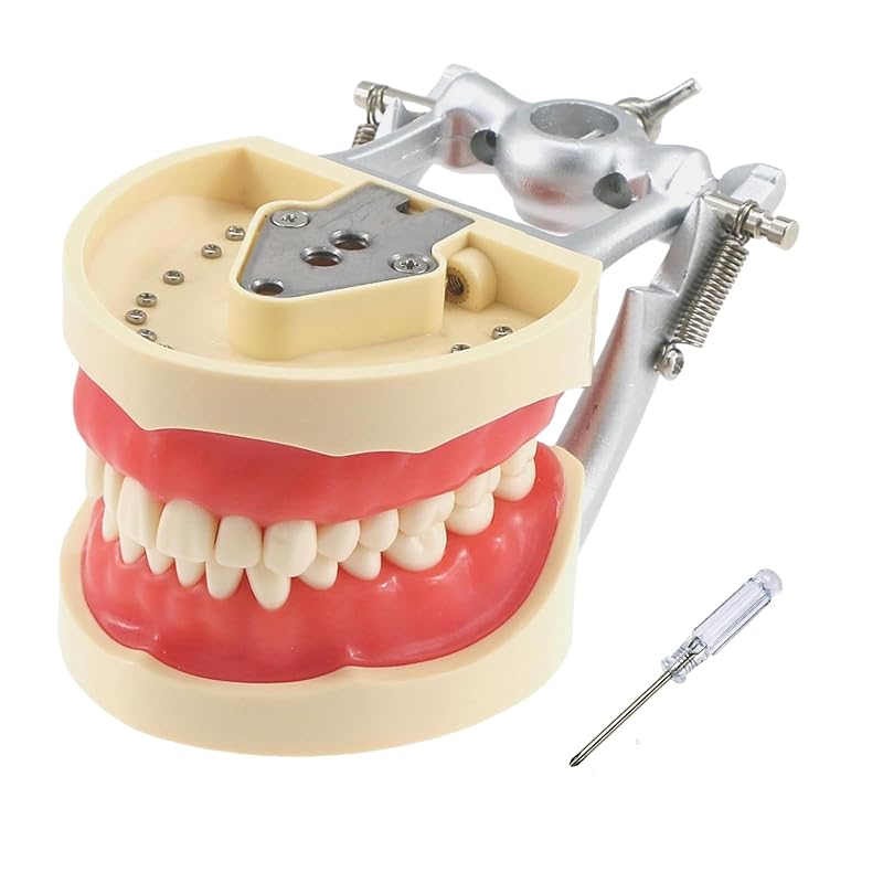 Dental Typodont Teeth Model, with 32 pcs Removable Teeth Compatible with Kilgore Nissin 200 Type for Teaching, Practice and Study 32pcs Detachable Teeth Mo