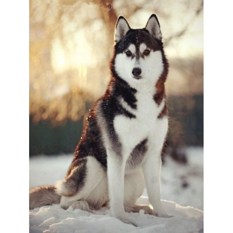5D DIY Diamant Malerei Hund voller Runde Diamant Stickerei Tier Mosaik Strass Kit Dekor für Zuhause