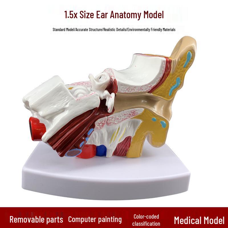 1.5x Magnified Human Ear Dissection Model