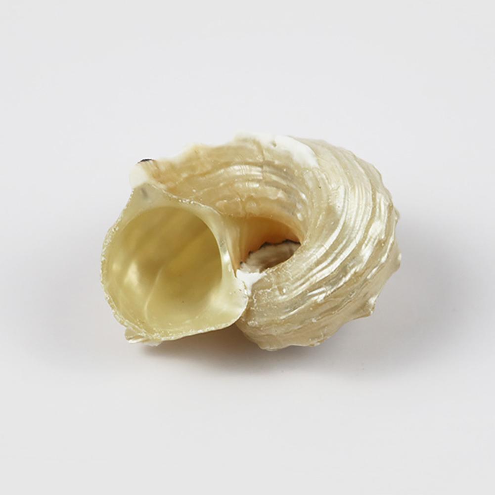 1pcs Natural Conch Shell Silver Mouth Hermit Crab Replacement Shell Specimen Decoration Collect F0M4