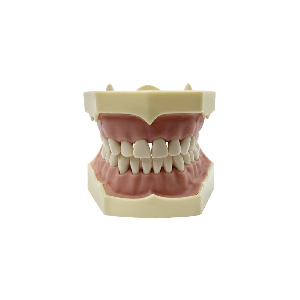 Dental Model Practice Gum Teeth Model Dental Technician Studying Teaching Jaw Training Typodont Model With Removable Tooth