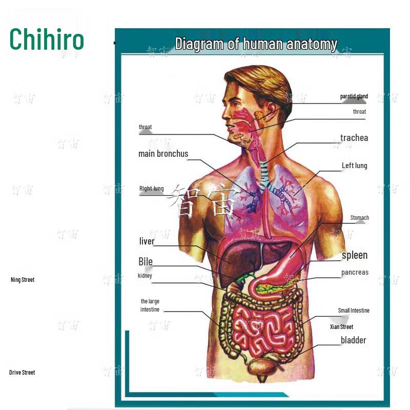 

Набір плакатів Zhizhou з анатомії людини: внутрішні органи та структура серця (24 шт)