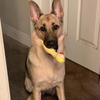 Funny Orange Chicken Squeaky Dog Toy, Durable Latex Chew Toy for Dogs, Interactive Puppy Teething Toy