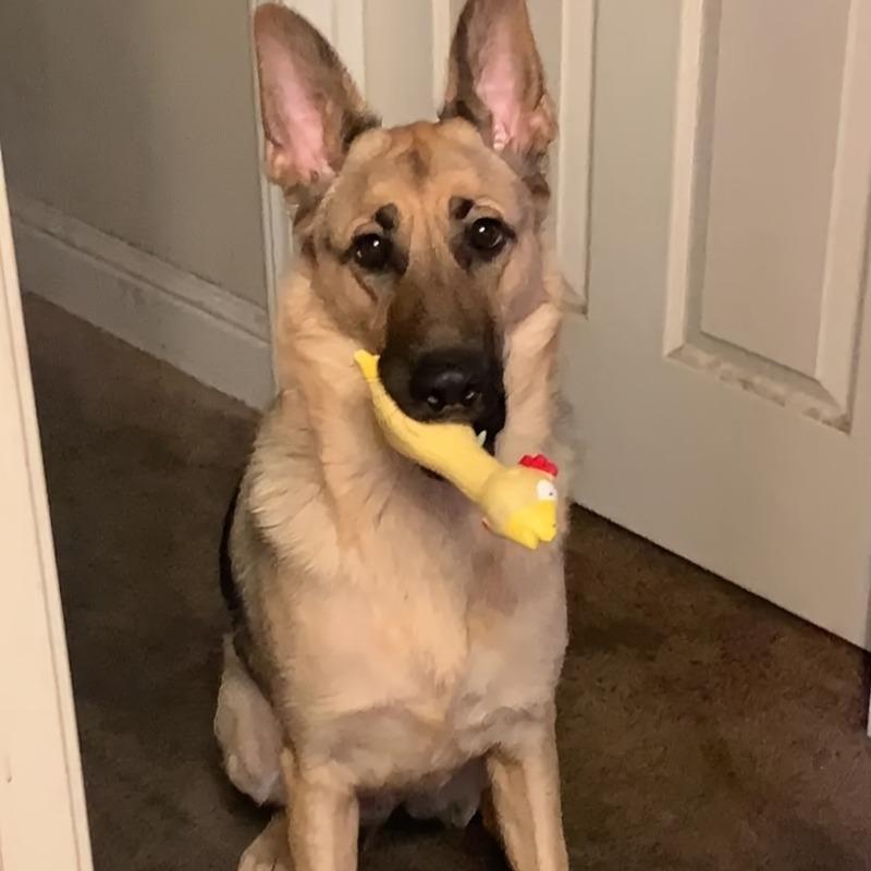 Funny Orange Chicken Squeaky Dog Toy, Durable Latex Chew Toy for Dogs, Interactive Puppy Teething Toy