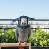 Windproof Pet Bird Cape Cozy Bird Flight Cap Bird Accessories Parrot Cloak  Photography