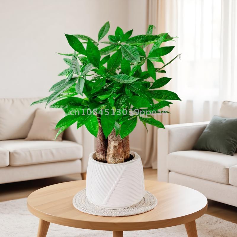 Mini-Blumentopf mit Selbstbewässerung, Aquarium, transparente Blumentöpfe aus Kunststoff, selbstbewässernder Pflanztopf, Vase für die Heimdekoration