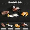 Insect Life Cycle Figurines Vinyl Ant Growth Model Toy Educational Mosquito Life CycleM4184 Mosquito (31.6g)