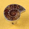 Unique Adjustable Ring Fashion Natural Ammonite Reliquiae-Finger Ring Jewelry Natural Fossil-Shell-Ring Women Girl Teen