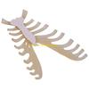 W89C Human Sternum Model Human Skeleton Model for Anatomy Medicals Teaching Model