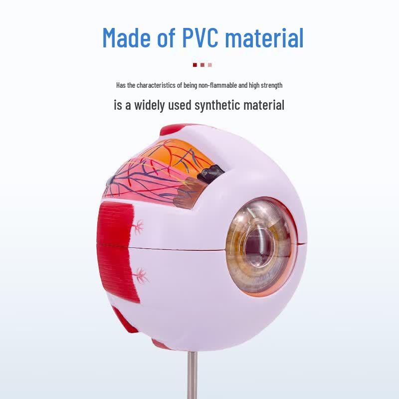 Human Eyeball Anatomical Model