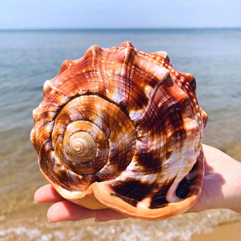 Buy Natural Bull'S Mouth Conch Shell Coral Sea Snail Fish Tank Adorn ...