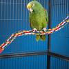 Colorful Hanging Cotton Rope Bird Standing Frame Comfortable Parrot Chewing Climbing Grinding Rod