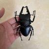 Biographical Analysis of Deer Antler Beetle plus Claw Shaped Insect Beetle Gacha Simulation Animal Movable Joints Figure Playthings