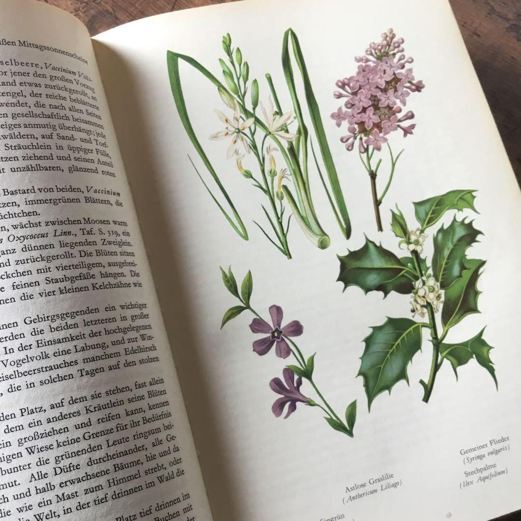 [USED] Foreign books German plant encyclopedias Vintage books Botanical