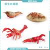 Simulation Of Marine Animal Crayfish Growth Cycle Model Crayfish Growth Process Static Ornament