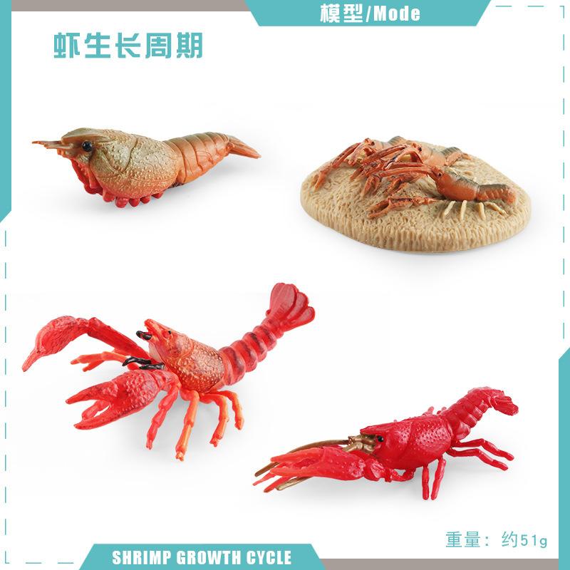 Simulation Of Marine Animal Crayfish Growth Cycle Model Crayfish Growth Process Static Ornament