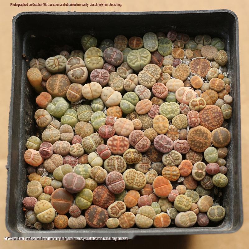 Rare Lithops Succulent Pot: Diverse Colors & Varieties