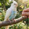 Breathable Mesh Bird Flight Suits with Leash Parrot Nappy  for Cockatiel Pigeons