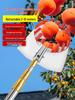 Telescopic Pole Fruit Picker for Persimmon, Loquat, Bayberry, Peach, Plum, Jujube, Apricot, and High-Altitude Harvesting