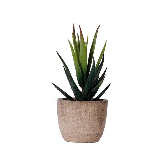 Fake Succulent Bonsai Nice-looking Ornamental Realistic Mini Artificial Succulent Plant Fake Flower Bonsai for Living Room