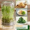 Sprouting Jar Kit Health Vegetables Grow Broccoli Sprouts Growing Kit For Gardeners Beginners Homesteaders Kitchen Countertop