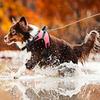 Durable Nylon Dog Cat Harness Adjustable Breathable Dog Harness Vest Heavy Duty Wear-resistant Pet Vest Outdoor