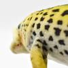 Rainbow trout No. 6047