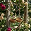 Garden Bird Feeder Hanging Piece With Heart Frame Metal Frame, Two Bowls for Water and Bird Food on Porch Balcony Walls and Tree Posts