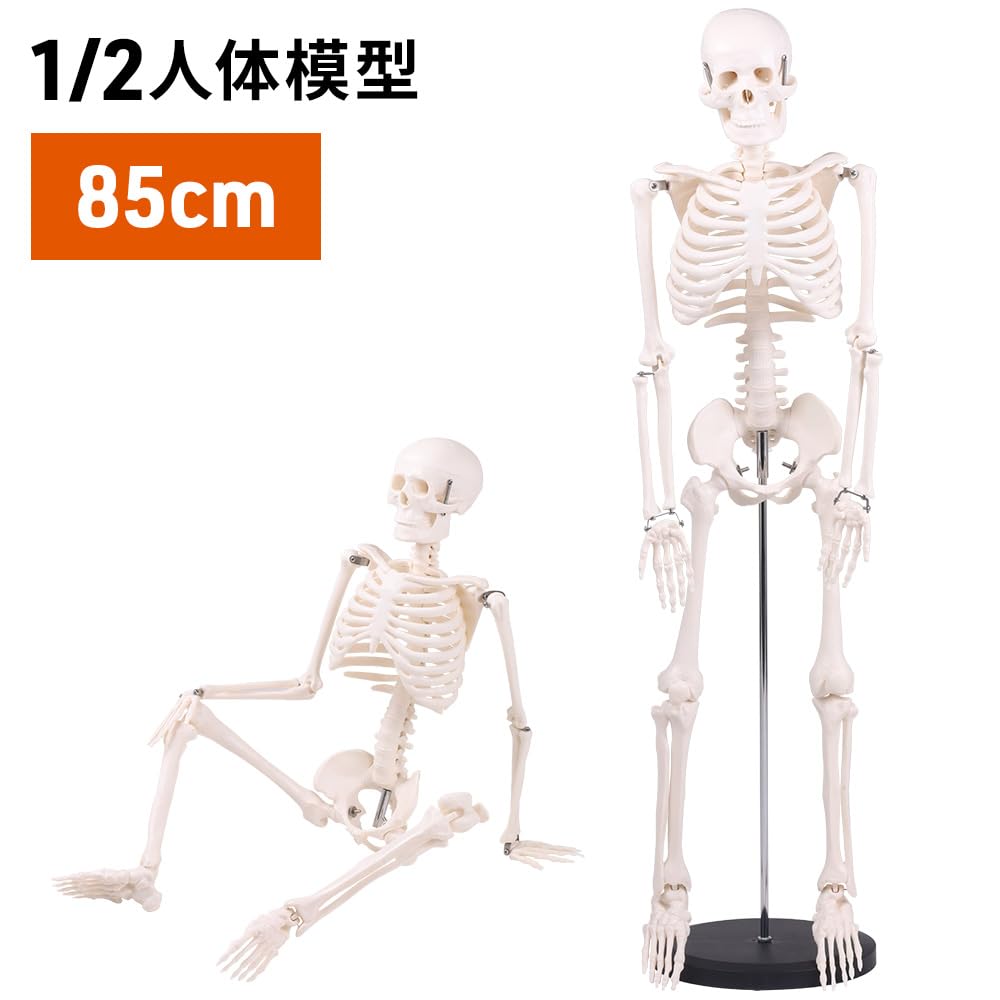 Bonarca Human Body Model, Bones [Half Size: 85cm] Full-Body Skeleton Figure [Movable JointsStand Included] Mini Toy, Large Figurine, Skeletal