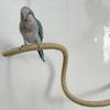 Non-slip DIY Bendable Perch for Birds Linen Rope Parrot Standing Perch  Cage Enrichment