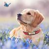 Personalized Dog Collar Leather Padded Dogs Braided Collars Free Engraving Pet ID Tag Nameplate for Small Medium Large Dogs