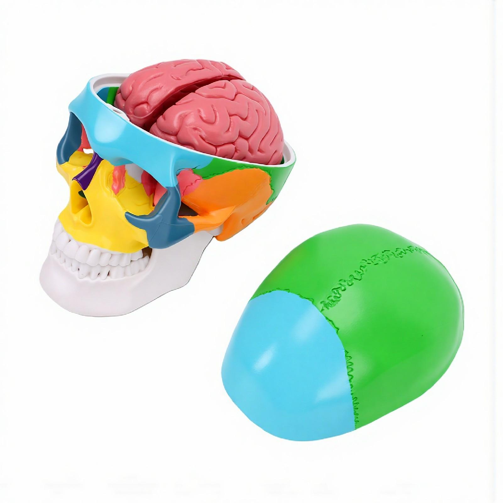 Skull Anatomy Model Detachable Brain Science Education Skull Display Model for Classroom Learning